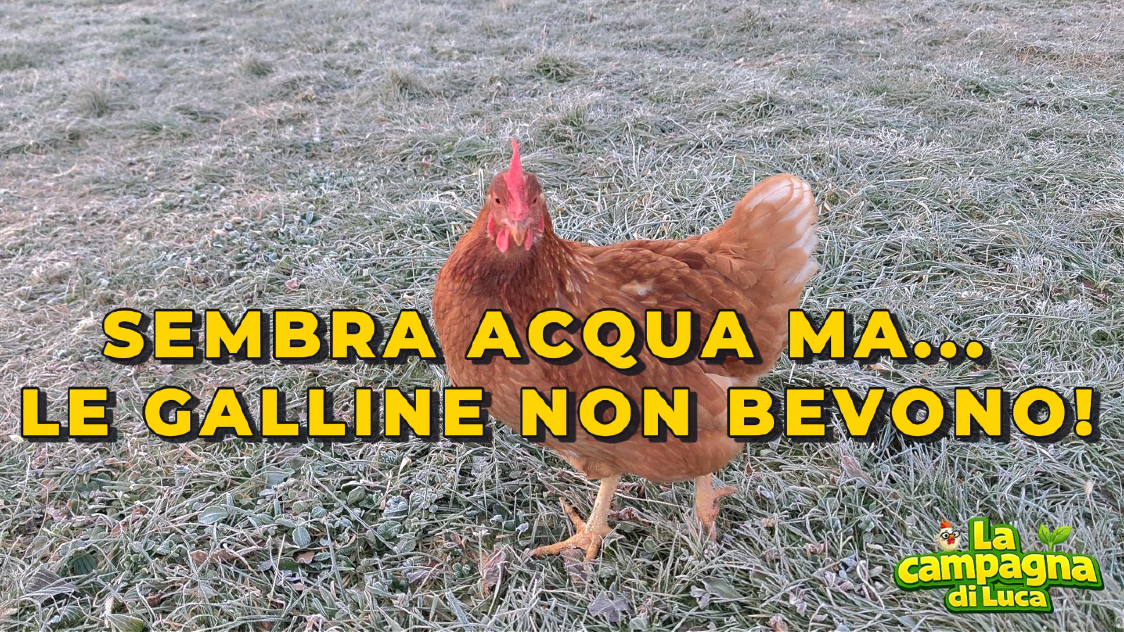 Sembra acqua ma le galline non bevono