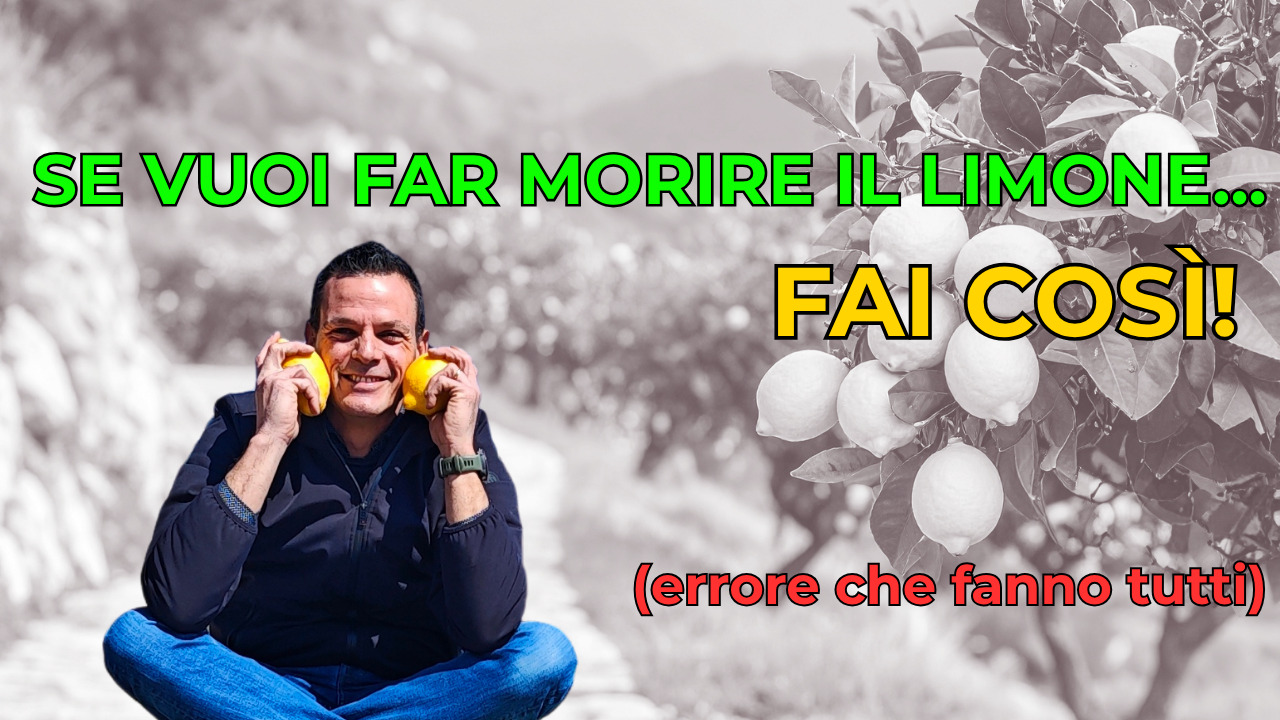 Errore nella coltivazione del limone