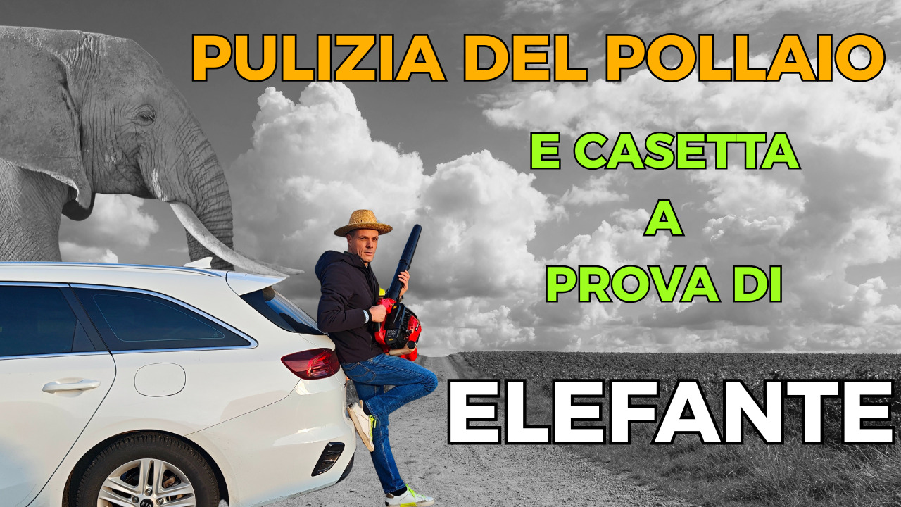 Pulizia completa della casetta del pollaio